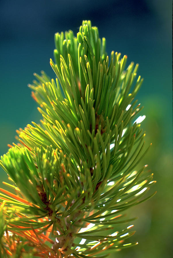 Pine Bough Photograph by John Farley