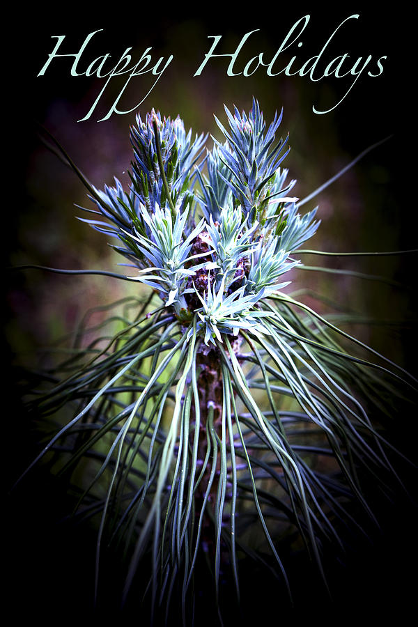 Patricia Sanders Photograph - Pine Bouquet - Happy Holidays by Her Arts Desire