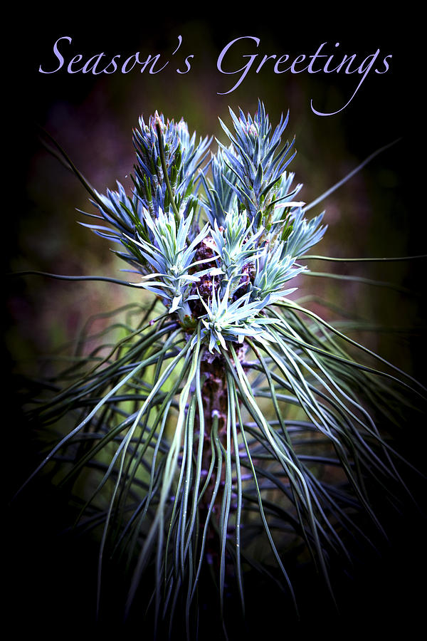 Patricia Sanders Photograph - Pine Bouquet - Seasons Greetings by Her Arts Desire