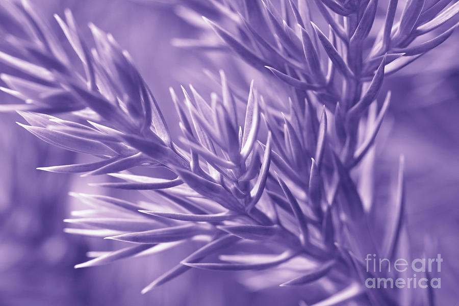 Sunset Pastel - Pine Branch in Ultra Violet  by Anna Bliokh