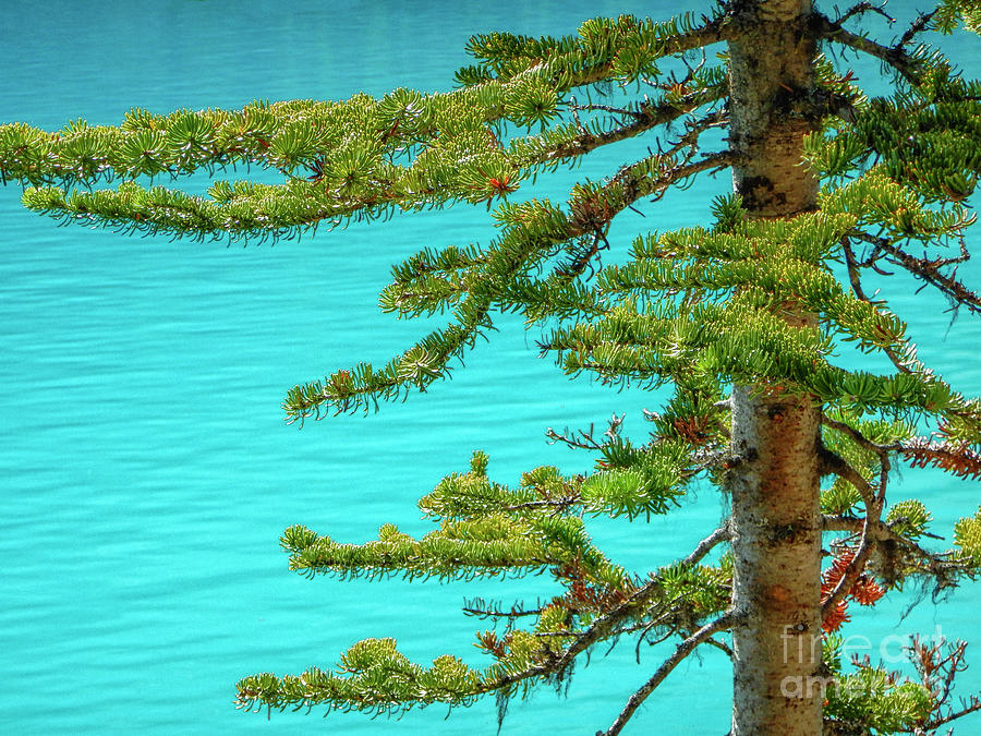 Pine branches and blue water Photograph by Patricia Hofmeester
