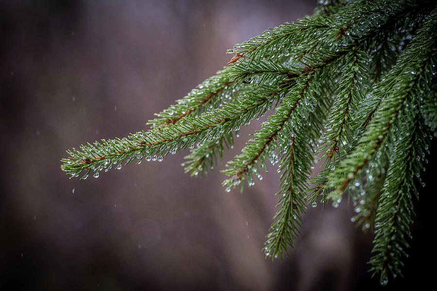 Pine Branches Photograph by Paul Freidlund