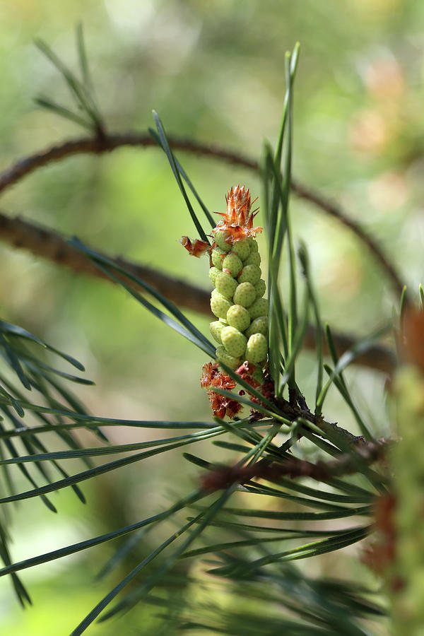 Pine Bud 052318 Photograph by Mary Bedy