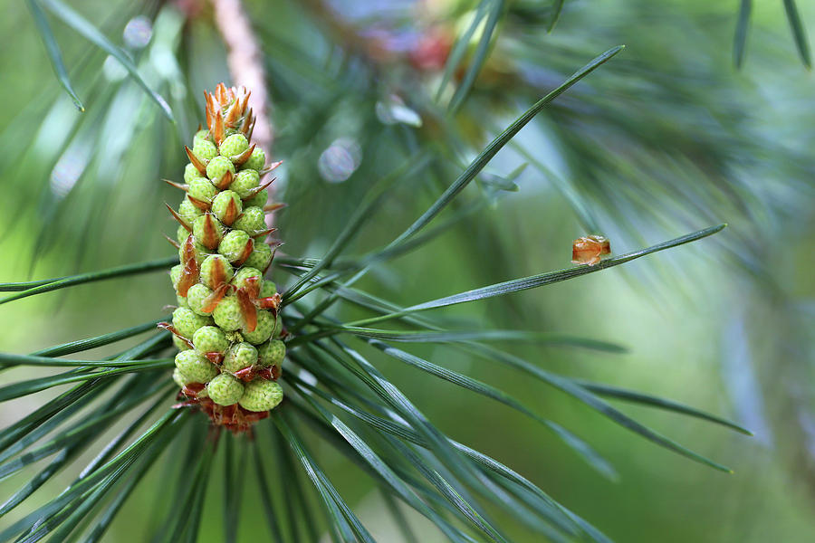 Pine Bud 2 052318 Photograph by Mary Bedy