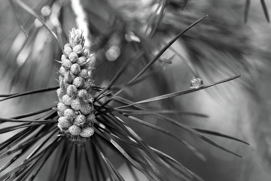 Pine Bud 2 BW 052318 Photograph by Mary Bedy
