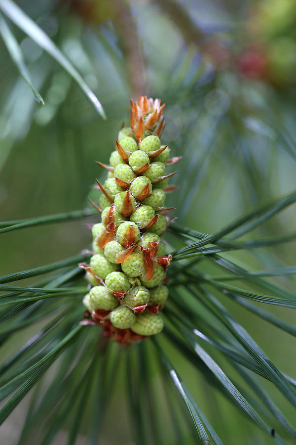 Pine Bud 4 052318 Photograph by Mary Bedy