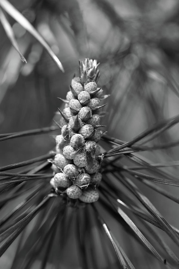 Pine Bud 4 BW 052318 Photograph by Mary Bedy