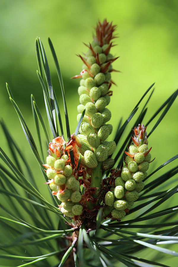 Pine buds 3 052318 Photograph by Mary Bedy