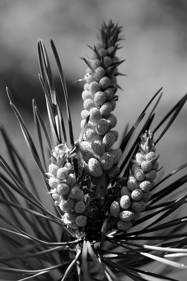 Pine buds 3 BW 052318 Photograph by Mary Bedy
