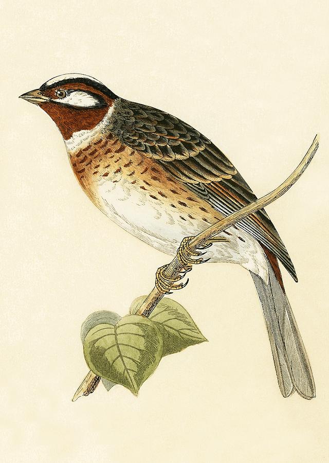 Nature Painting - Pine Bunting by English School