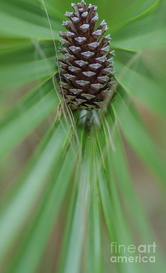 Pine Comb Palm Fronds Photograph