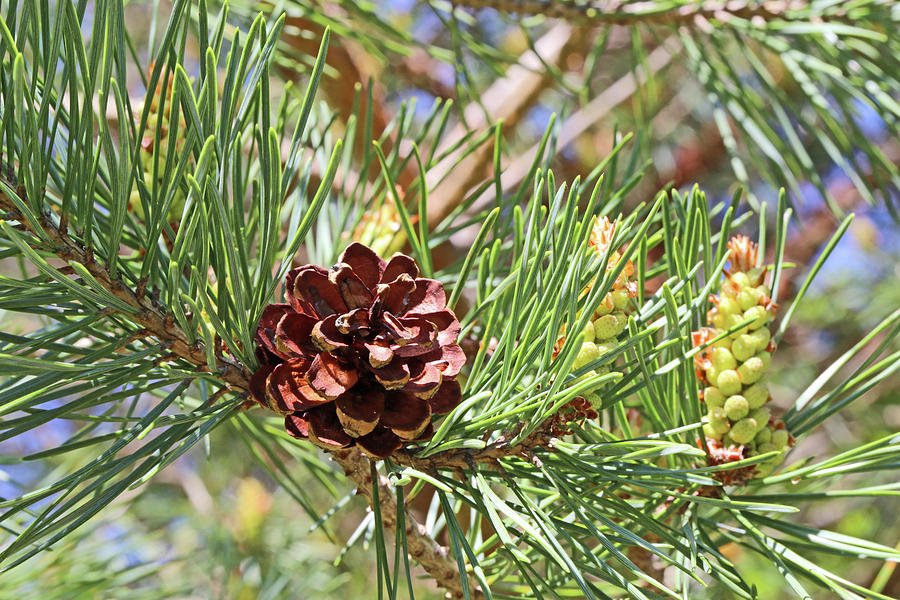 Pine Cone 052318 Photograph by Mary Bedy