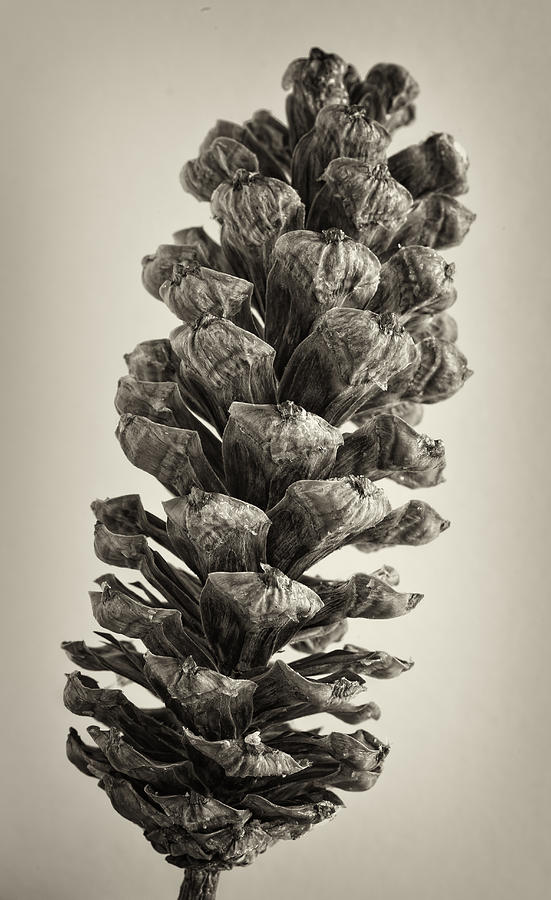 Pine Cone 2 Photograph by Robert Ullmann - Fine Art America