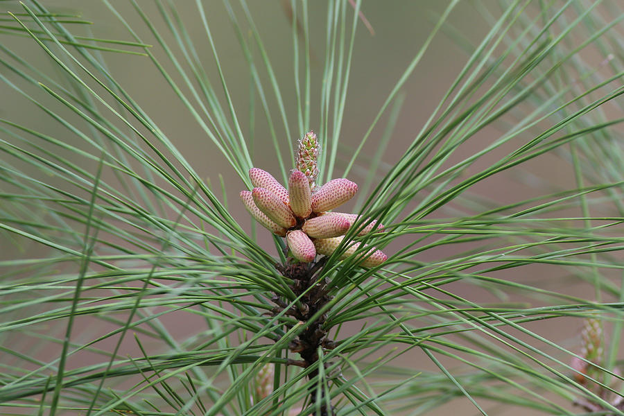 Pine Cone Babies Photograph