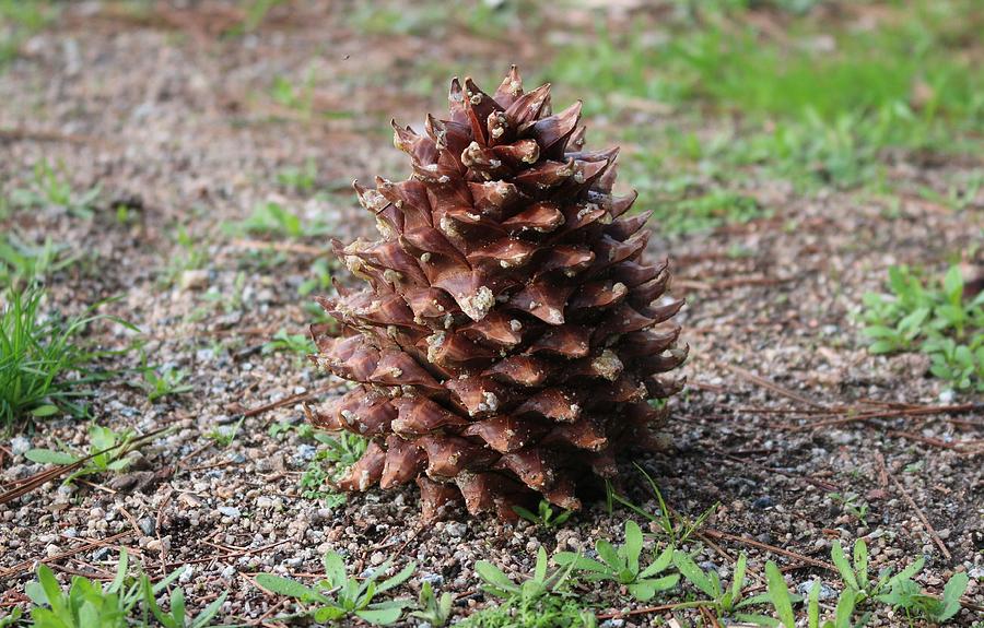 Pine Cone  Photograph by Christy Pooschke