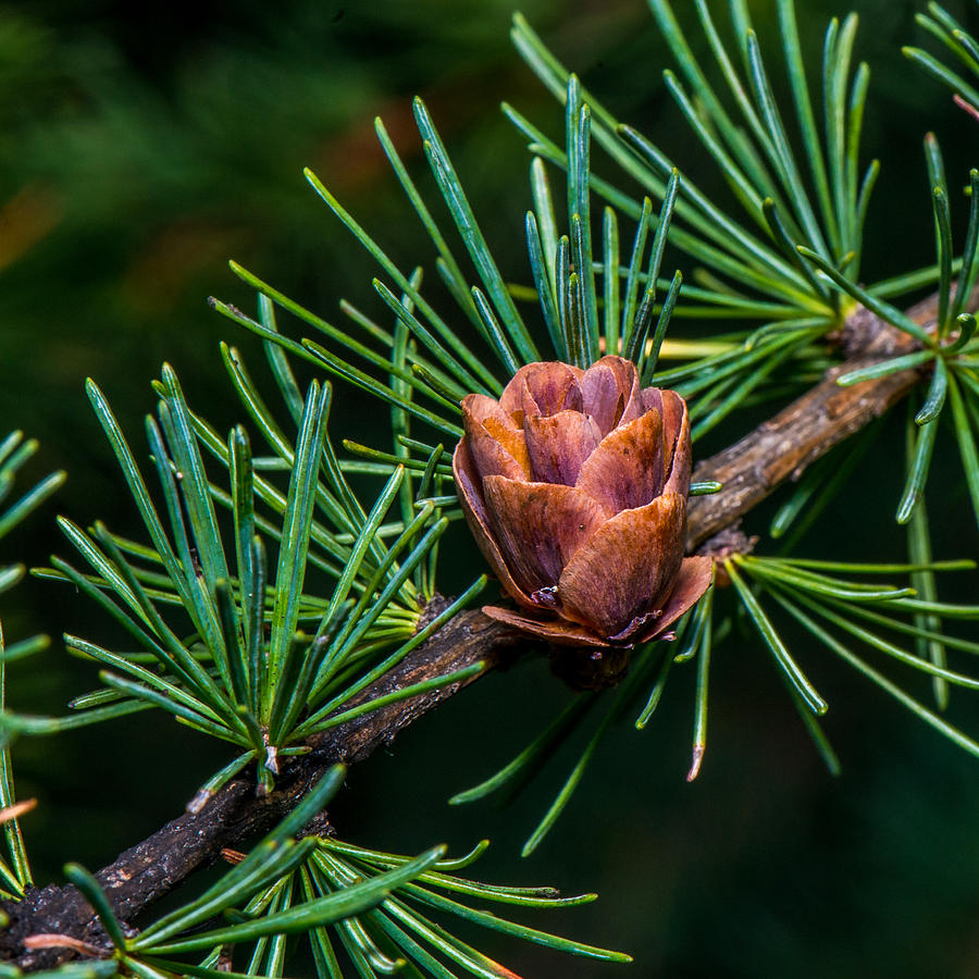 Pine Cone close up Photograph by Paul Freidlund