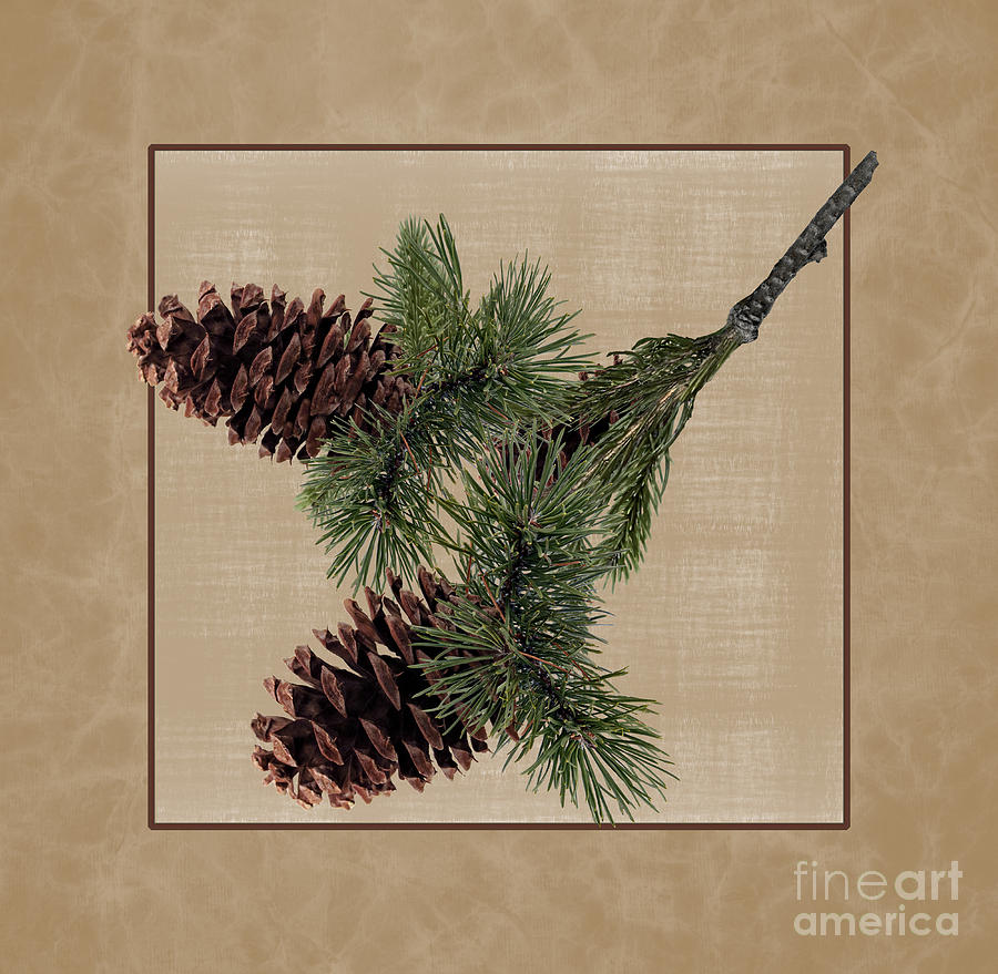 Nature Photograph - Pine Cone Design by Wildlife Fine Art