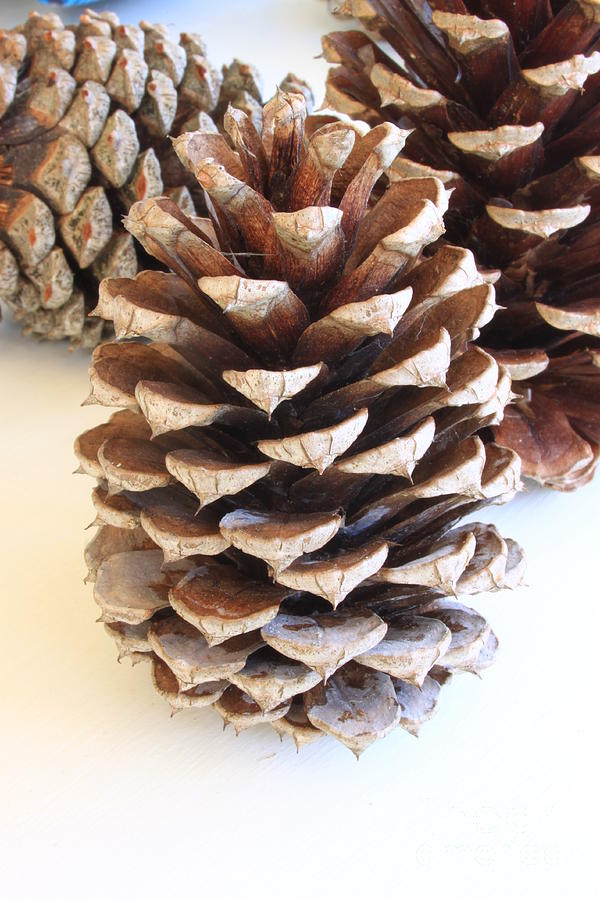 Pine Cone Friends Photograph by Patrick Dablow