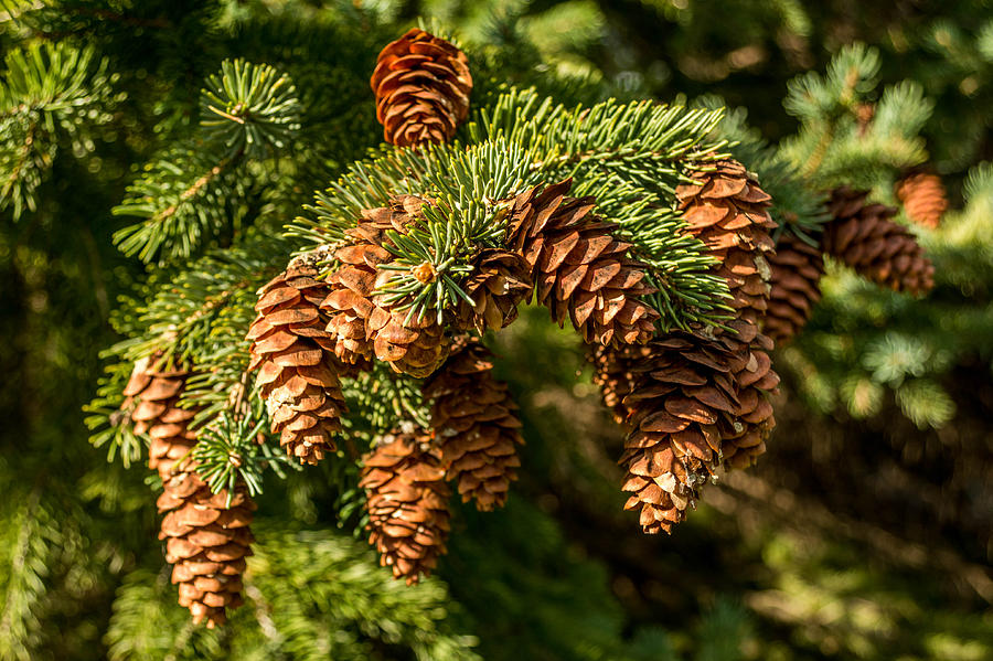 Pine Cone Grouping Photograph by Judith Soper - Fine Art America