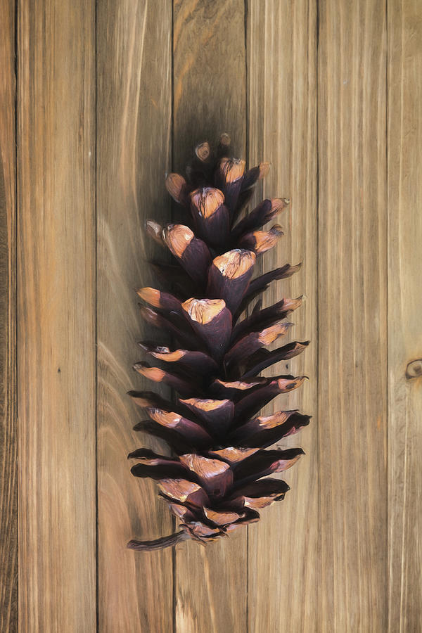 Nature Photograph - Pine Cone II by Tom Mc Nemar