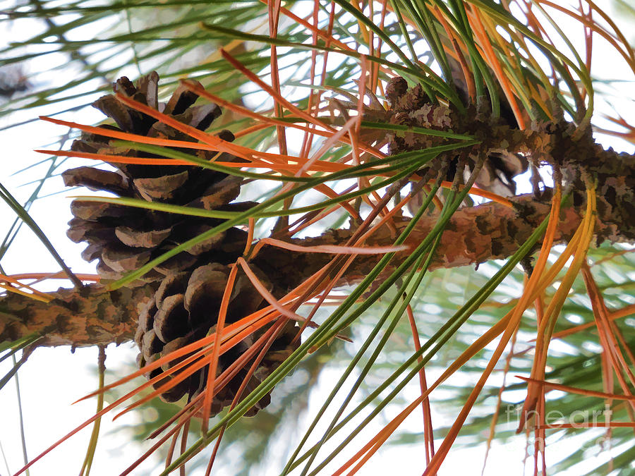 Pine Cone in Pine Tree Painting by Jeelan Clark