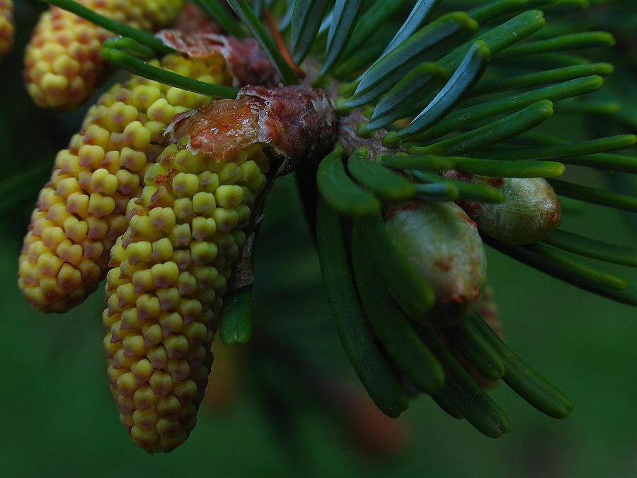 Pine Cone Photograph by Juergen Roth