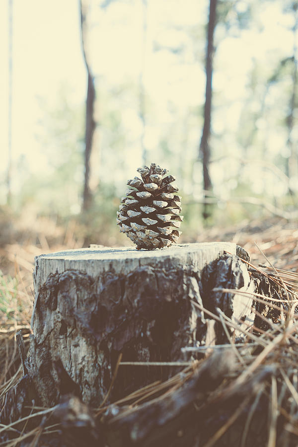 Pine Cone Photograph by Marco Oliveira