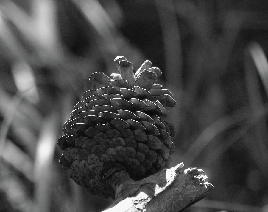 Pine Cone Monochrome Photograph by Jeff Townsend