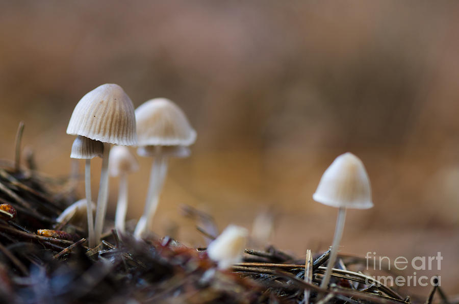 Pine cone mushroom Photograph by Perry Van Munster