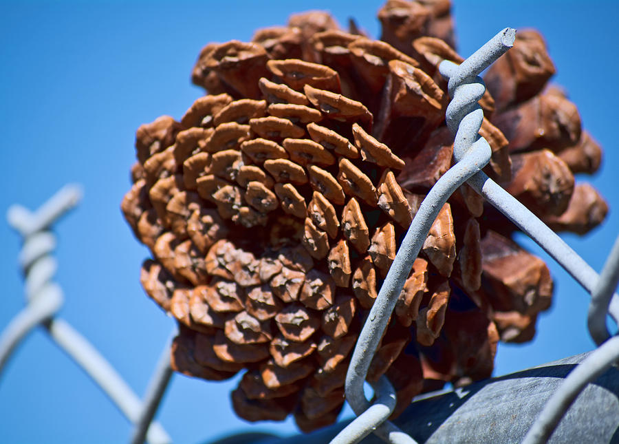 Pine Cone on the Fence by Cathy Jourdan Pine Cone on the Fence by Cathy Jourdan