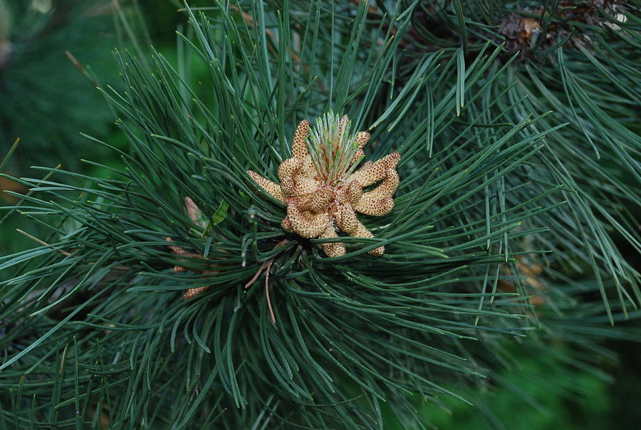 Pine Cone Onto A Pine Tree Photograph by Ee Photography