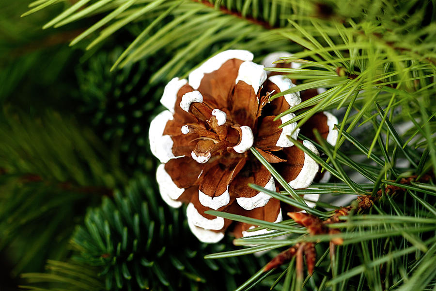 Pine Cone Ornament in Tree Photograph by C VandenBerg