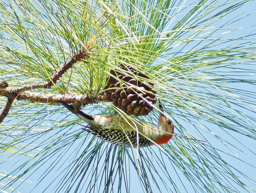 Pine Cone Pecking Photograph by Lynda Dawson-Youngclaus