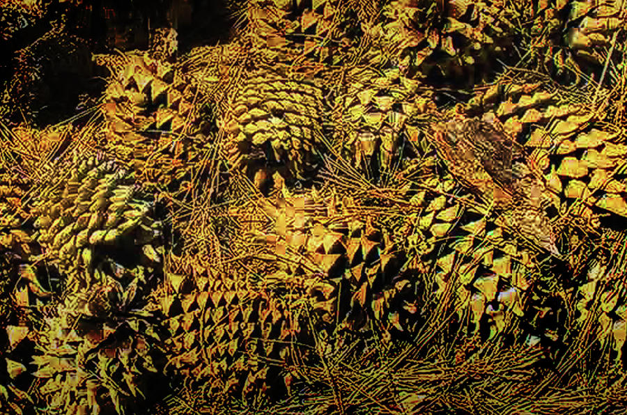 Pine Cone Pile Photograph by Joseph Hollingsworth