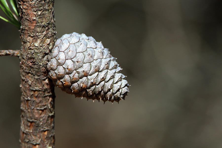 Pine Cone Rocky Point New York Photograph by Bob Savage