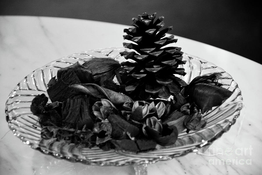 Pine cone Photograph by FineArtRoyal Joshua Mimbs