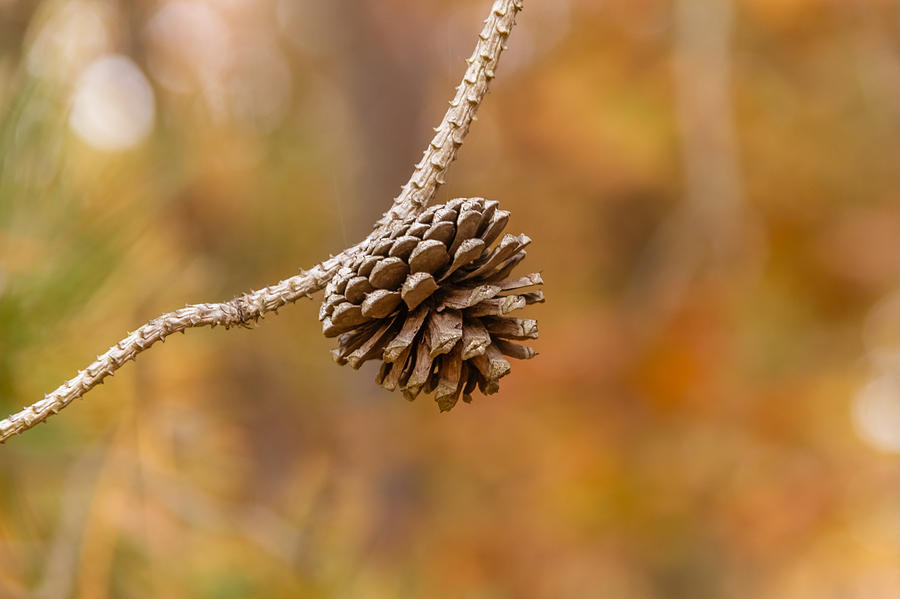 Pine cone Photograph by SAURAVphoto Online Store