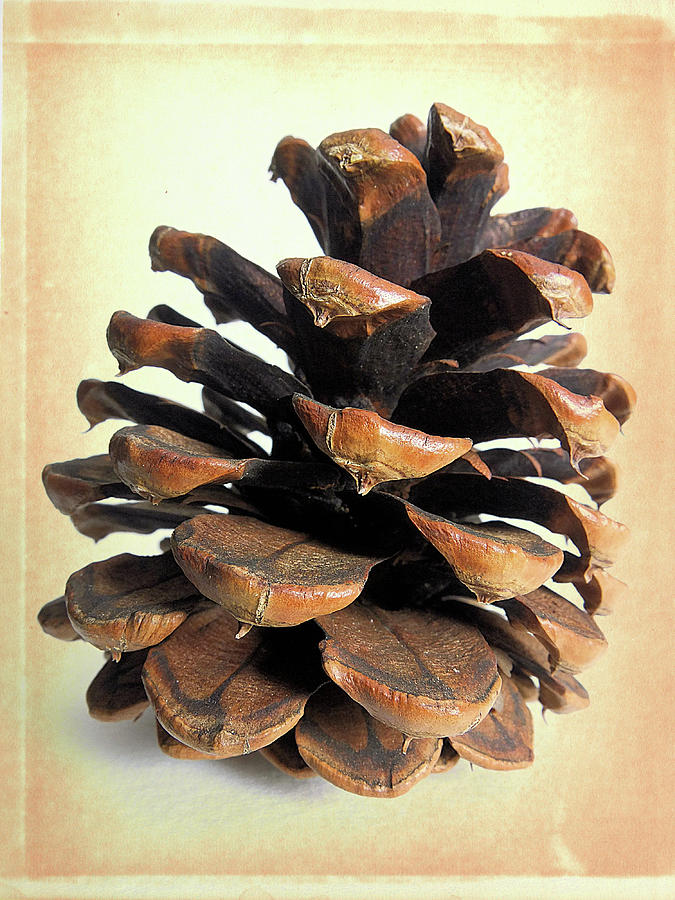 Pine Cone Photograph by Scott Kingery