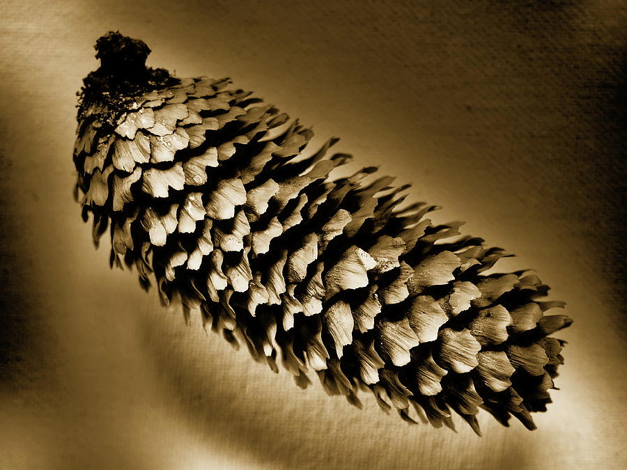 Pine Cone -sepia  Photograph by Tom Druin