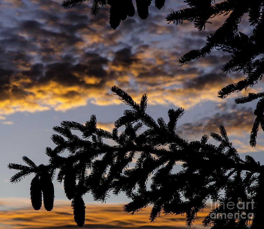 Sunset Photograph - Pine Cone Sunset by Nick Boren