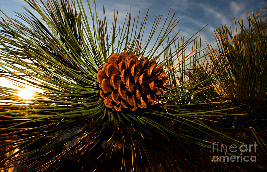 Pine Cone Photograph by Terry Elniski