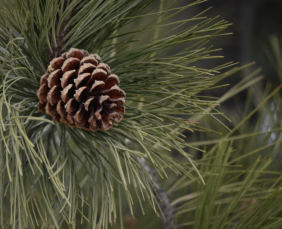 Pine Cone Photograph by Whispering Peaks Photography