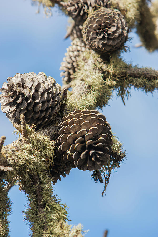Pine cones 2 Photograph by Jason Hughes