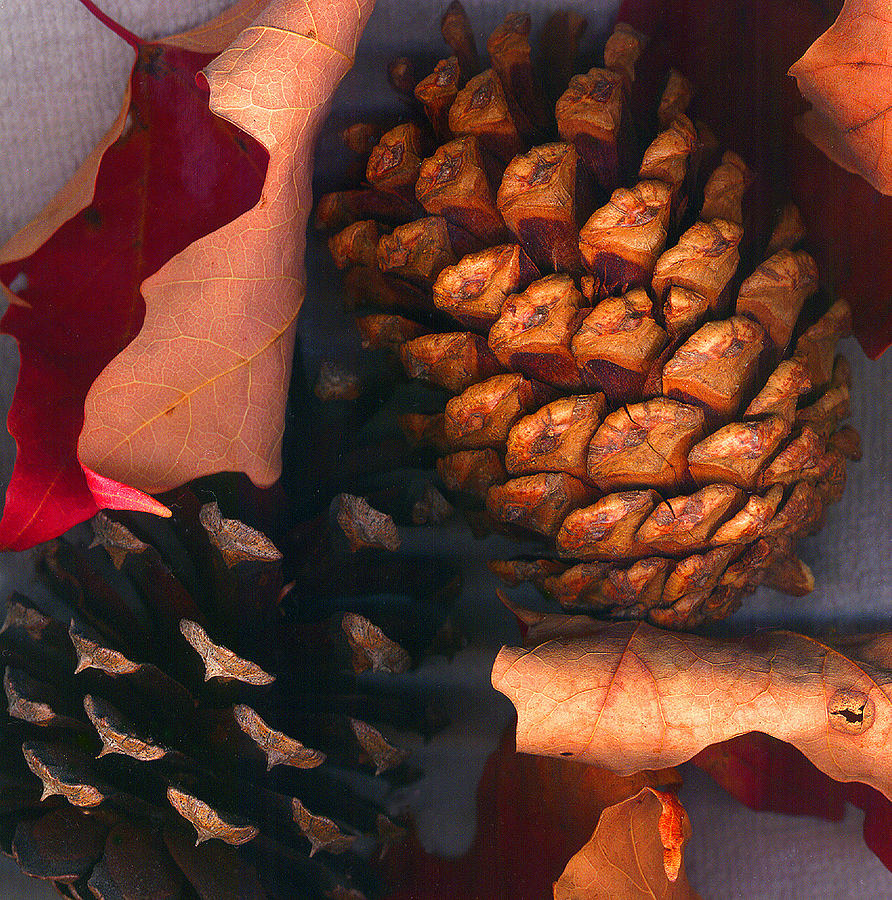 Pine Cones and Leaves Photograph by Nancy Mueller