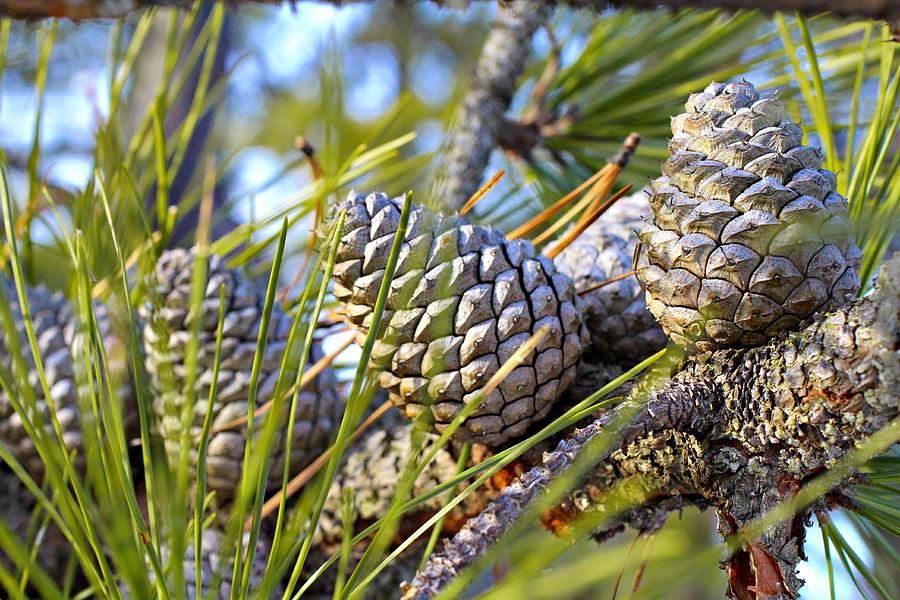 Pine Cones and Needles 2 Photograph by Andrew Davis