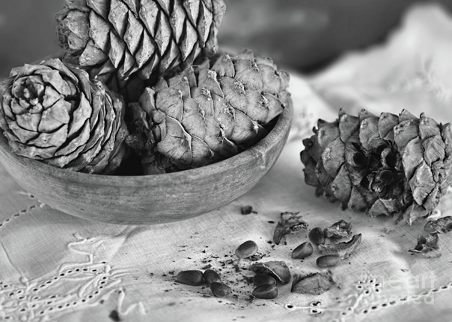 Black And White Photograph - Pine Cones and Nuts by Olga Hamilton