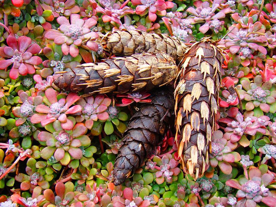 Tree Photograph - Pine Cones art print Botanical Garden Baslee Troutman by Patti Baslee