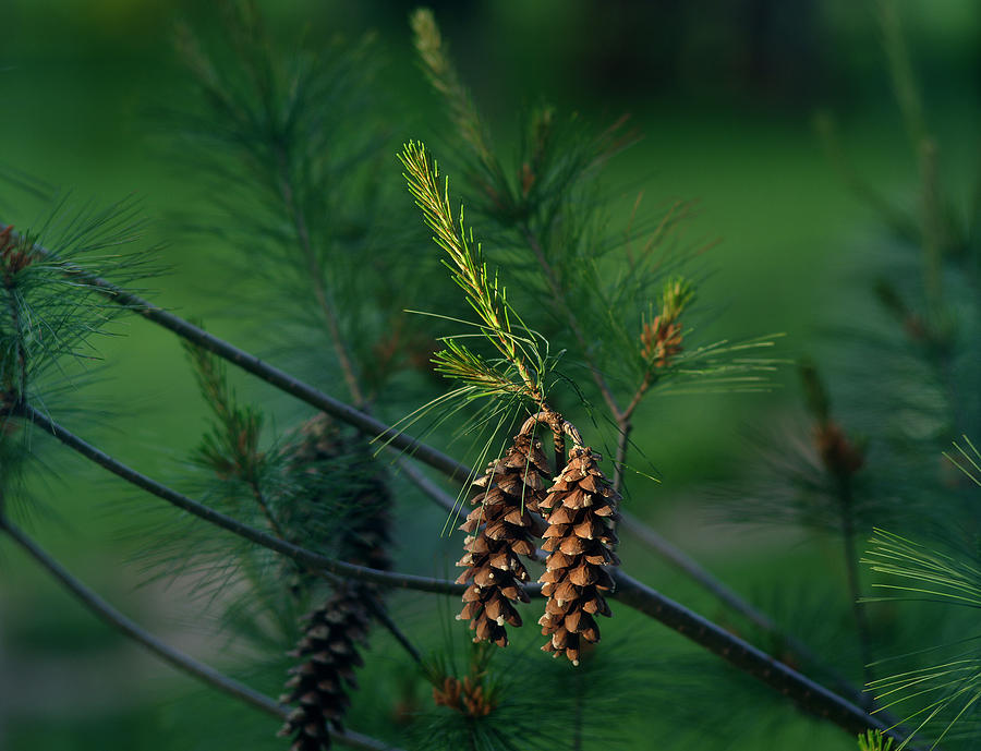Pine Cones at Dusk Photograph by Jamieson Brown