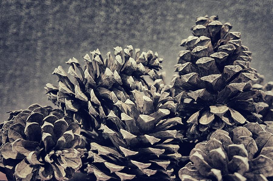Pine Cones Photograph