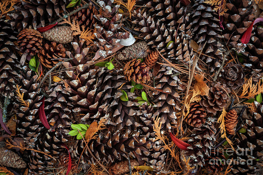Pine cones Photograph by Elena Elisseeva